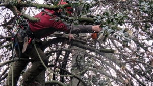 Pruning Paradise: Professional Tree Trimming Services